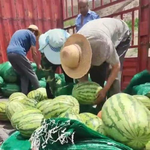 甘肃的吃瓜群众是什么,甘肃“吃瓜群众”的日常生活与趣味