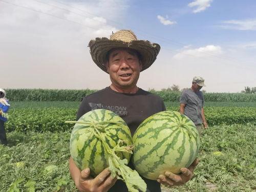 甘肃的吃瓜群众是什么,甘肃“吃瓜群众”的日常生活与趣味