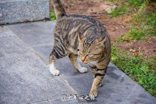 猫咪亲亲吃瓜群众,猫咪亲亲萌动吃瓜群众心