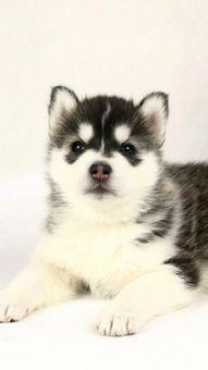 吃瓜群众惊喜二哈图片大全,吃瓜群众惊喜连连