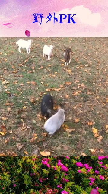 吃野瓜的群众语录有哪些,探寻民间野味风情