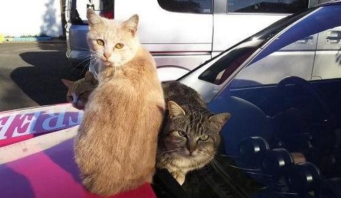 吃瓜群众上线的猫,猫咪萌态引爆网络