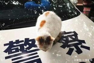 吃瓜群众上线的猫,猫咪萌态引爆网络