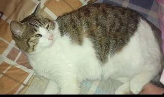 吃瓜群众上线的猫,猫咪萌态引爆网络