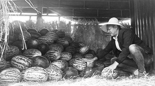 茌平吃瓜群众事件真相,真相与反思