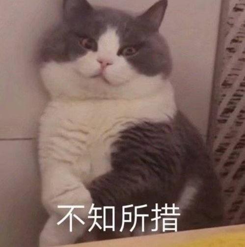 口罩吃瓜群众表情,表情解码