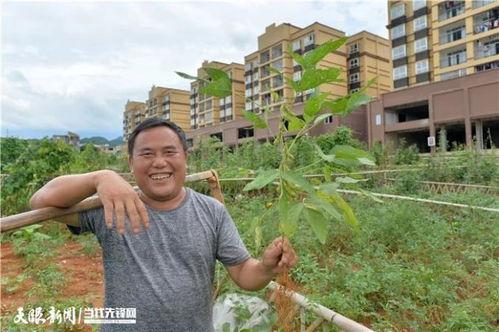 土匪吃瓜群众是谁啊图片,网络迷雾中的神秘角色