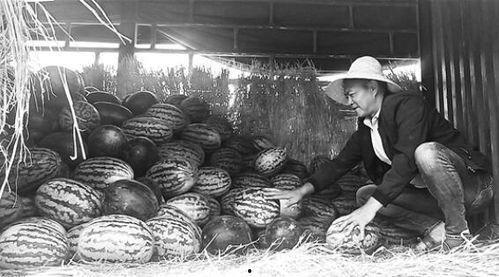 顺平吃瓜群众事件真相是真的吗,揭秘背后真相